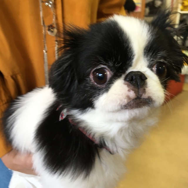 【今日の里帰りワンコ🐶狆のうにちゃん💕、ヨーキーのエレナちゃん💕、ジョリちゃん💕＆コメちゃん💕】Ｎｏ１